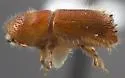 Orthotomicus latidens - photo 4