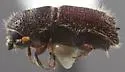 Orthotomicus spinifer - photo 2