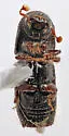 Orthotomicus spinifer - photo 4