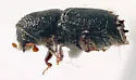 Orthotomicus spinifer - photo 5