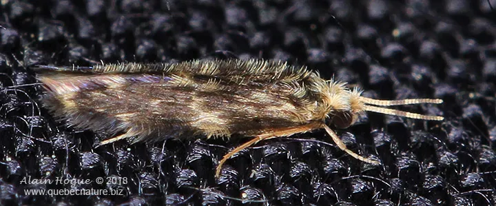 Orthotrichia aegerfasciella - photo 2