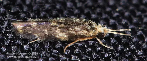 Orthotrichia aegerfasciella - photo 3
