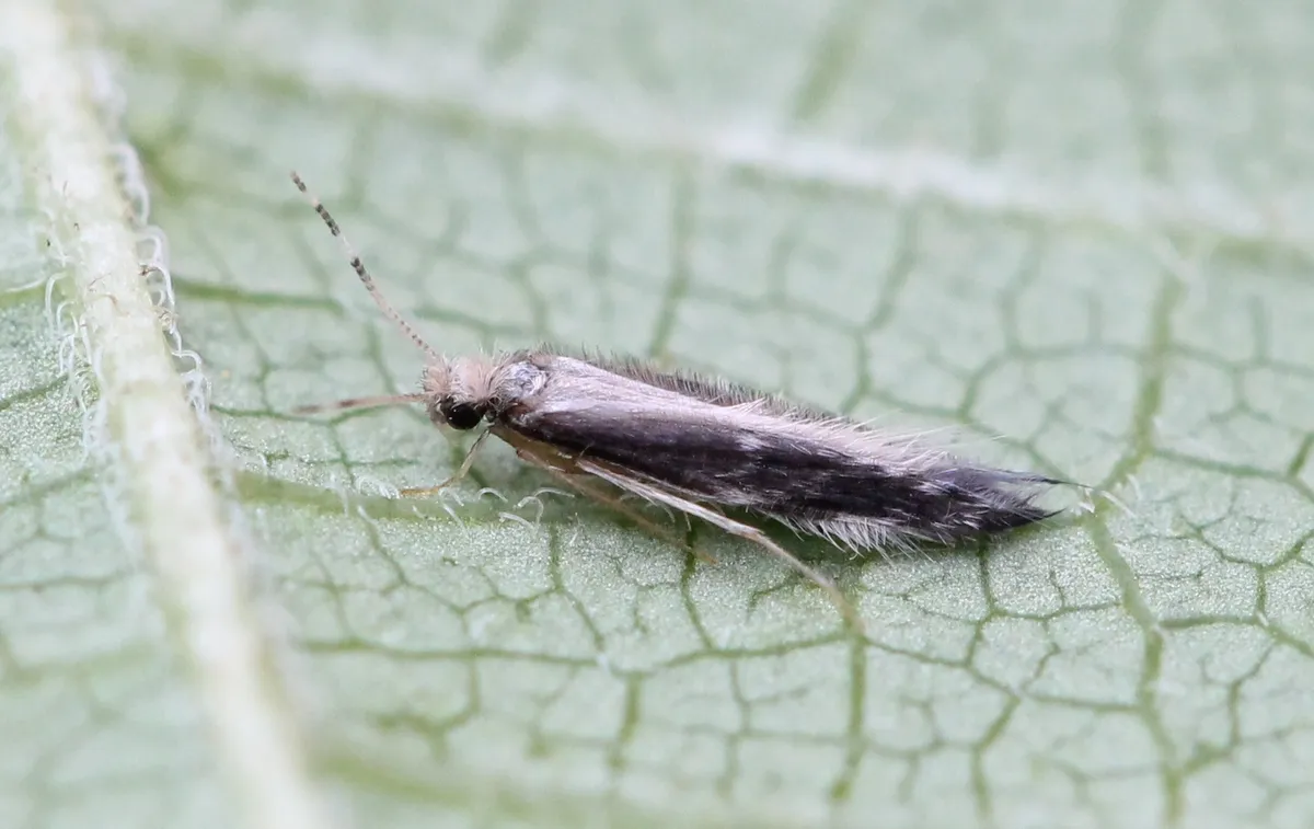 Orthotrichia costalis - photo 3