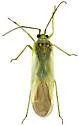 Orthotylus albocostatus