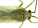 Orthotylus albocostatus - photo 2