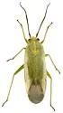 Orthotylus albocostatus - photo 3