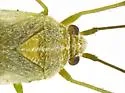 Orthotylus albocostatus - photo 4