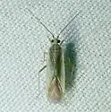 Orthotylus albocostatus - photo 5