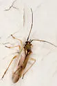 Orthotylus (Neomecomma) candidatus
