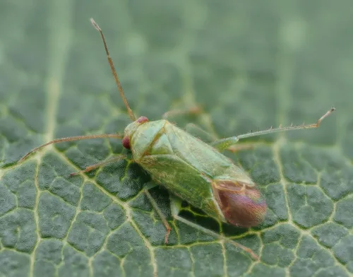 Orthotylus caprai
