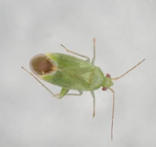 Orthotylus caprai - photo 2