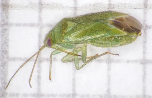 Orthotylus caprai - photo 3