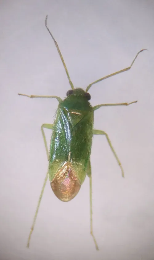 Orthotylus caprai - photo 4