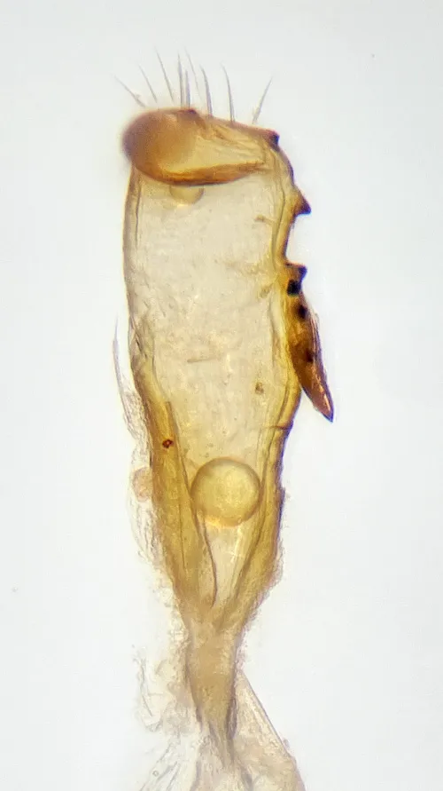Orthotylus caprai - photo 5