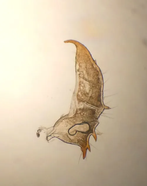 Orthotylus caprai - photo 6