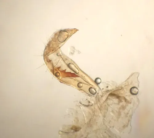 Orthotylus caprai - photo 7