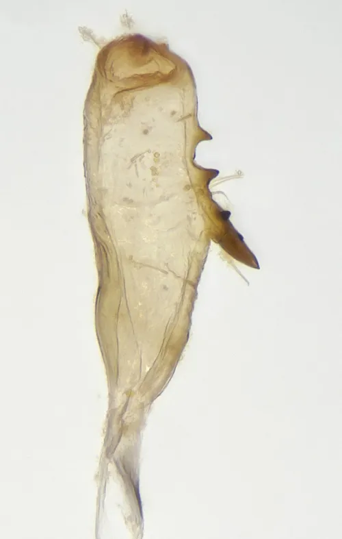 Orthotylus caprai - photo 8