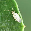 Orthotylus coagulatus