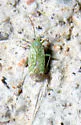 Orthotylus coagulatus - photo 2