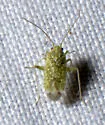 Orthotylus coagulatus - photo 3