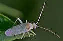 Orthotylus coagulatus - photo 4