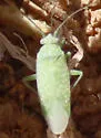 Orthotylus coagulatus - photo 5