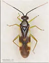 Orthotylus cruciatus
