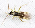 Orthotylus cruciatus - photo 2