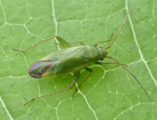 Orthotylus ericetorum - Orthotylus ericetorum