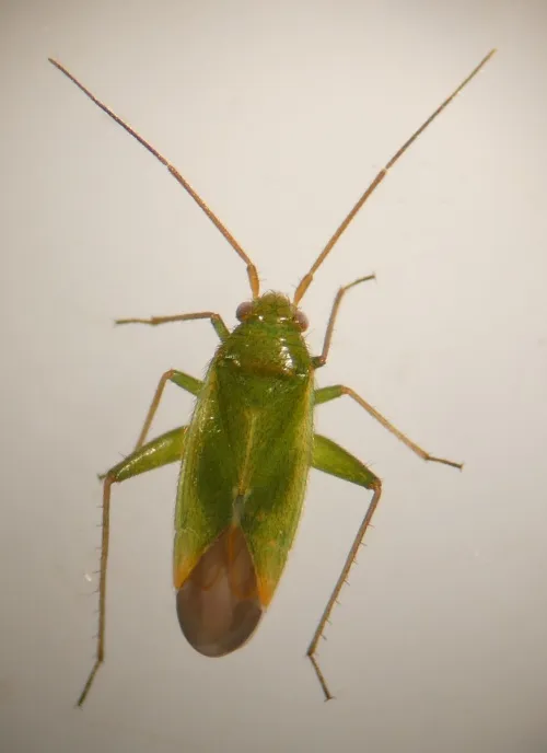 Orthotylus ericetorum - photo 2