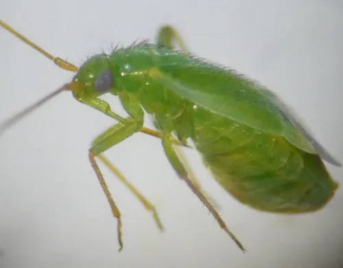 Orthotylus ericetorum - photo 3