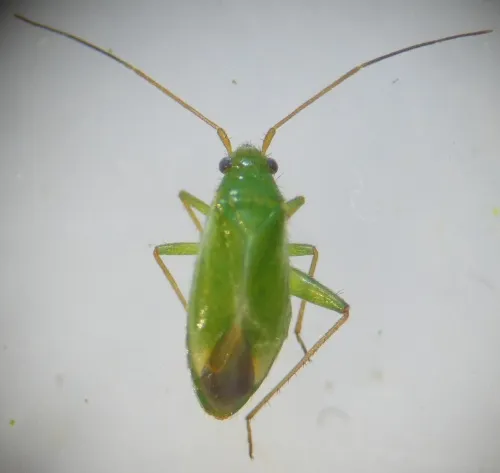 Orthotylus ericetorum - photo 4