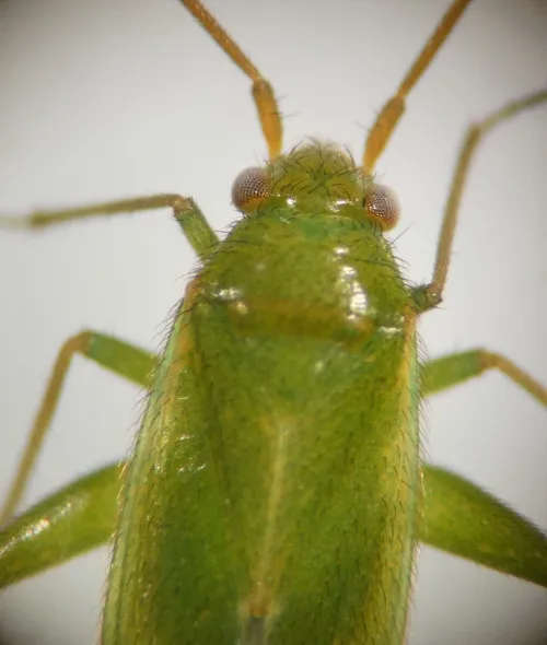 Orthotylus ericetorum - photo 5