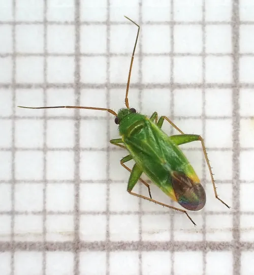 Orthotylus ericetorum - photo 6