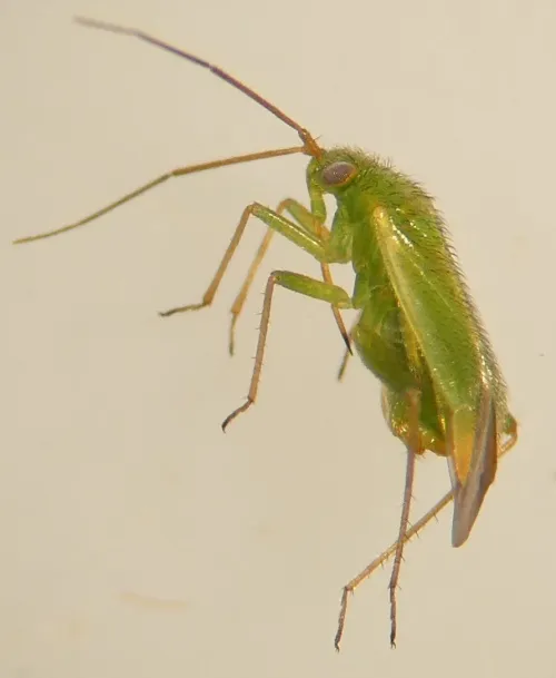 Orthotylus ericetorum - photo 7