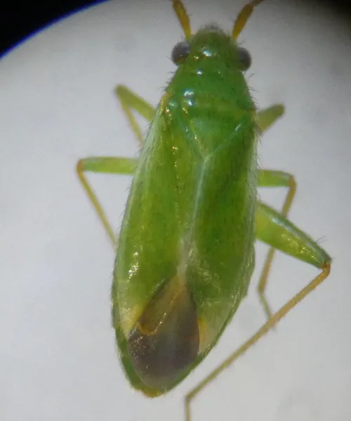 Orthotylus ericetorum - photo 8