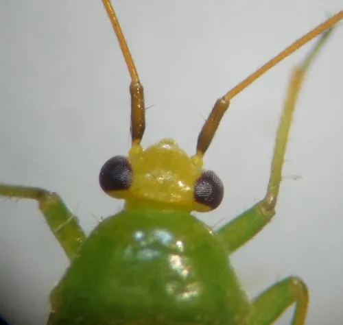 Orthotylus flavinervis - photo 2