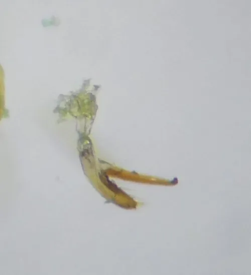 Orthotylus flavinervis - photo 3
