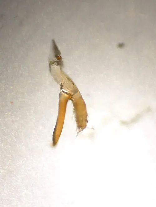 Orthotylus flavinervis - photo 4