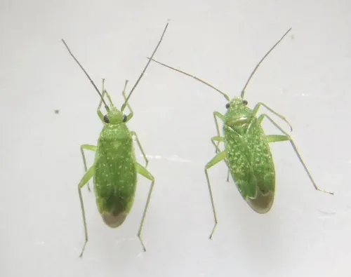 Orthotylus flavosparsus