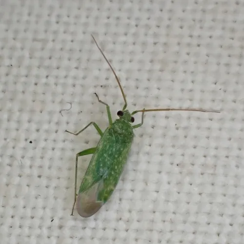 Orthotylus flavosparsus - photo 2