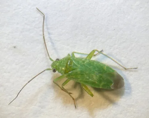 Orthotylus flavosparsus - photo 6