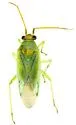 Orthotylus fuscicornis - Orthotylus fuscicornis