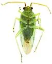 Orthotylus fuscicornis - photo 2