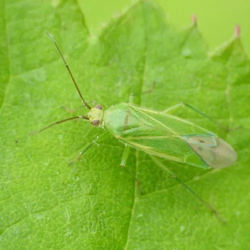 Orthotylus marginalis - photo 2