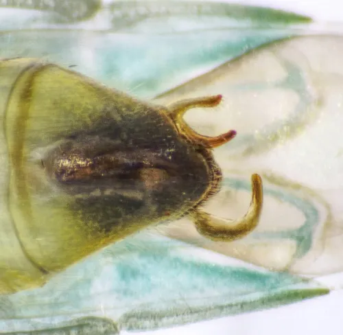 Orthotylus marginalis - photo 3