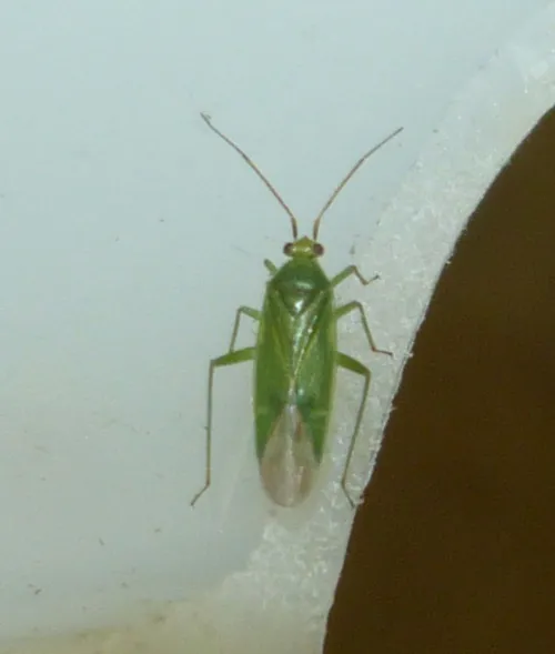 Orthotylus marginalis - photo 4