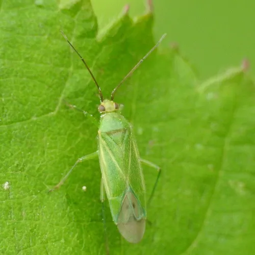 Orthotylus marginalis - photo 6