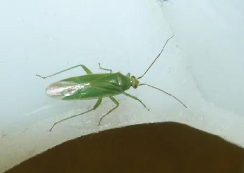 Orthotylus marginalis - photo 7