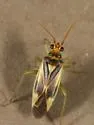 Orthotylus modestus - Orthotylus modestus